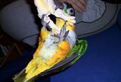 Gorbi
