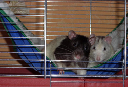 Hutchy und Kr&uuml;mel, Ratten