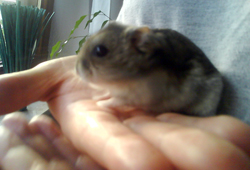 Gizmo, dsungarischer Zwerghamster
