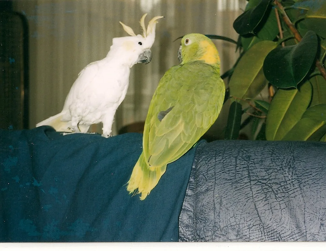 Bibi und Schorschle 2 im Vogelhaus Evy