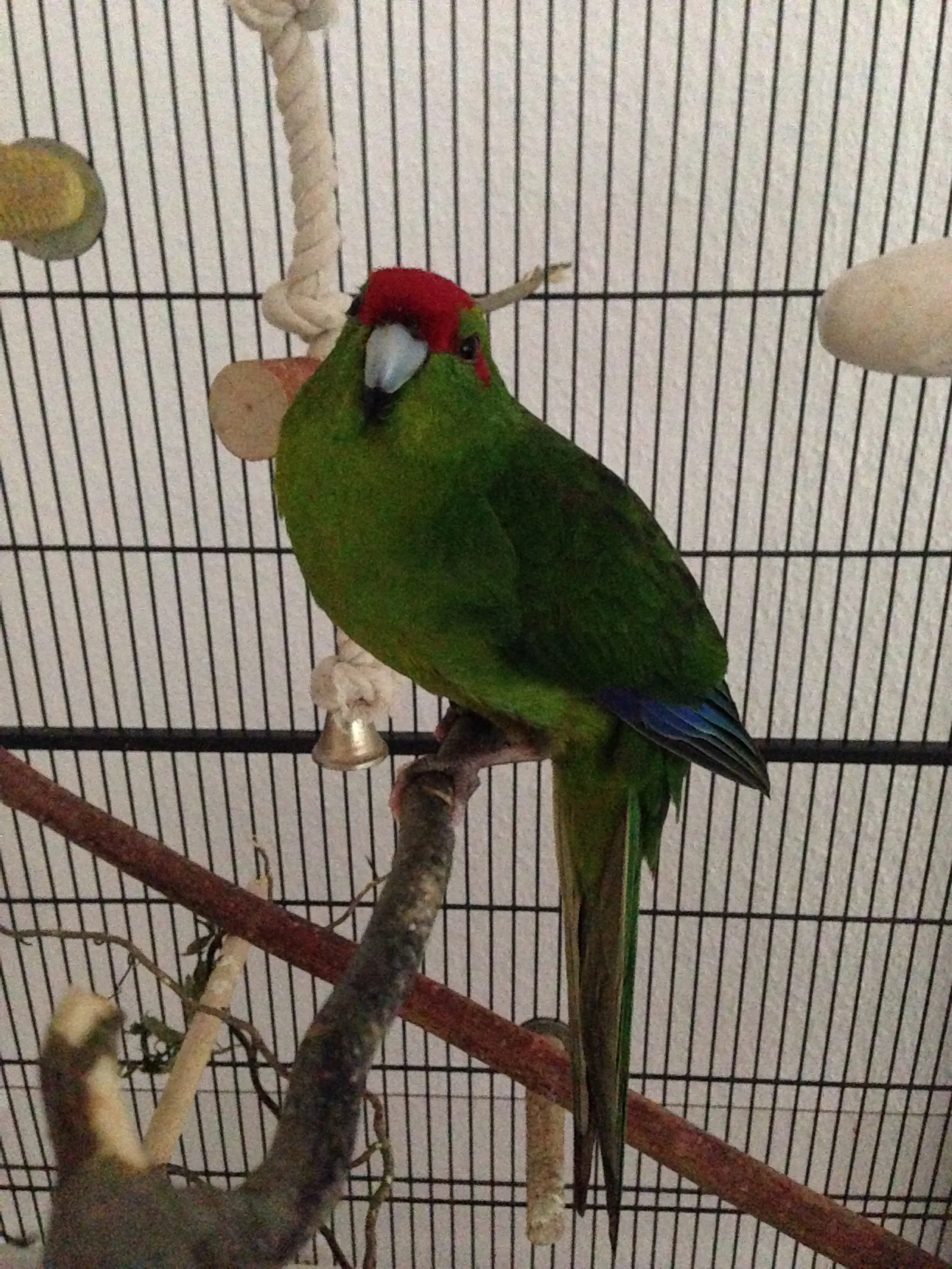 Calimero im Vogelhaus Evy