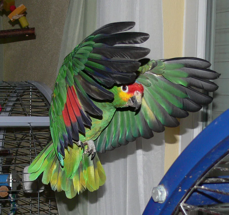 Chico.fliegt.P1080633 im Vogelhaus Evy