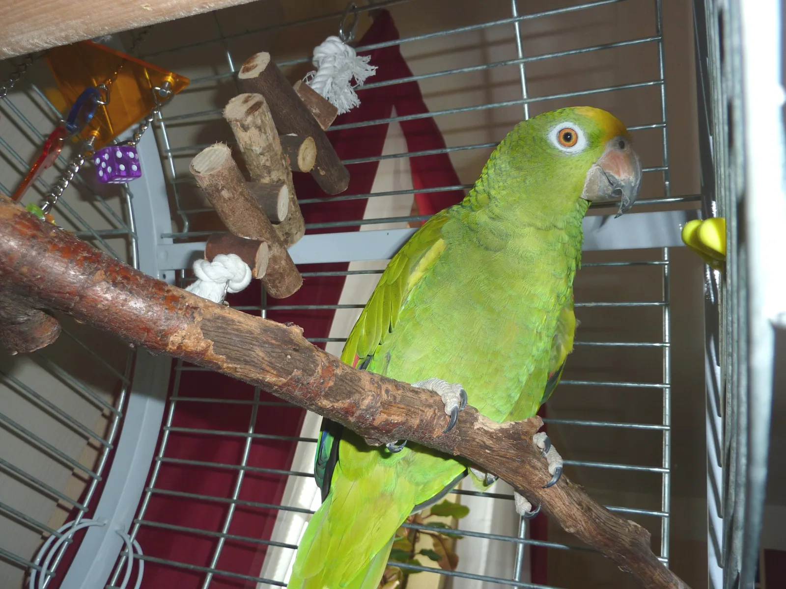 Coco Gelbscheitelamazone 237 im Vogelhaus Evy