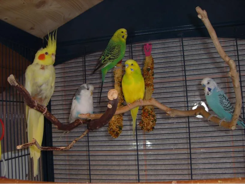 Cooky und die Wellis im Vogelhaus Evy