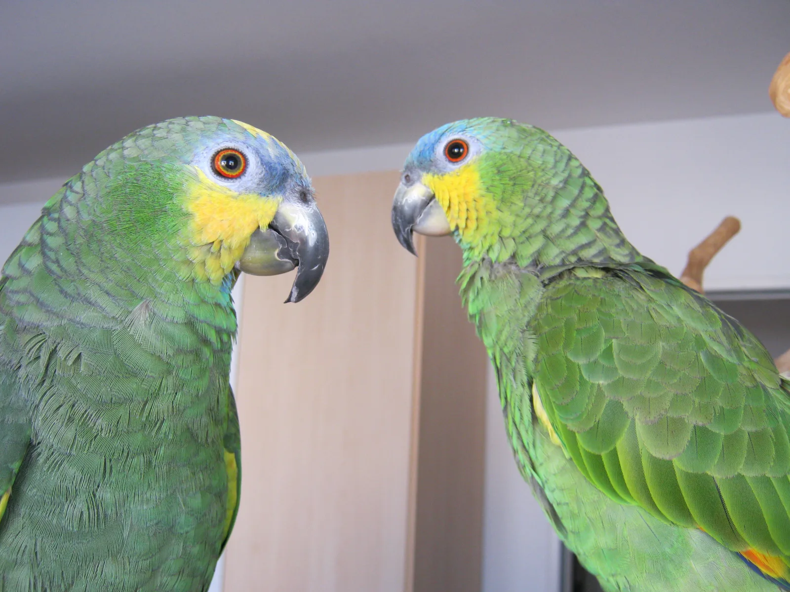 Emmy und Jako,Venezuela im Vogelhaus Evy