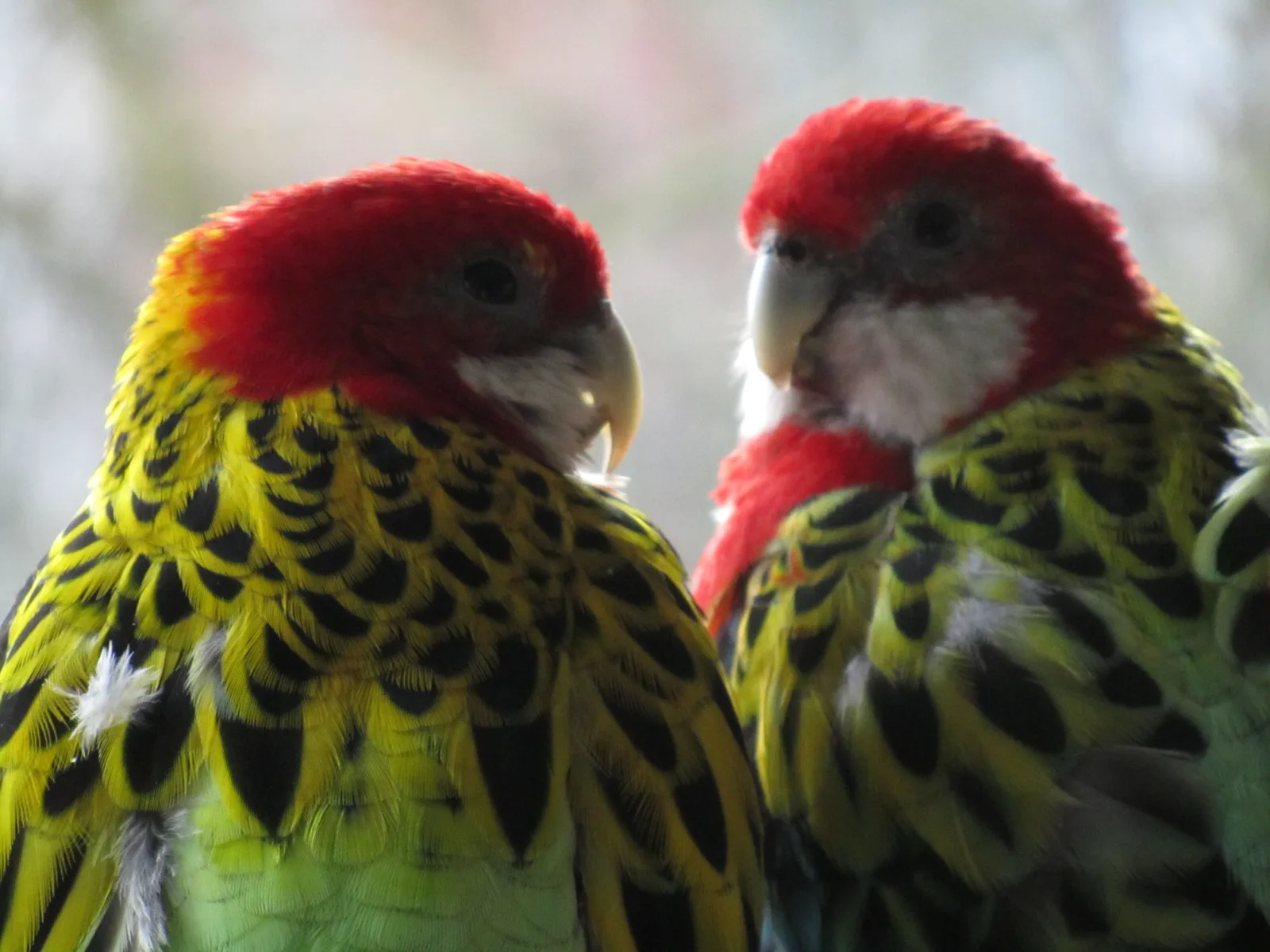 Frido und Burny im Vogelhaus Evy