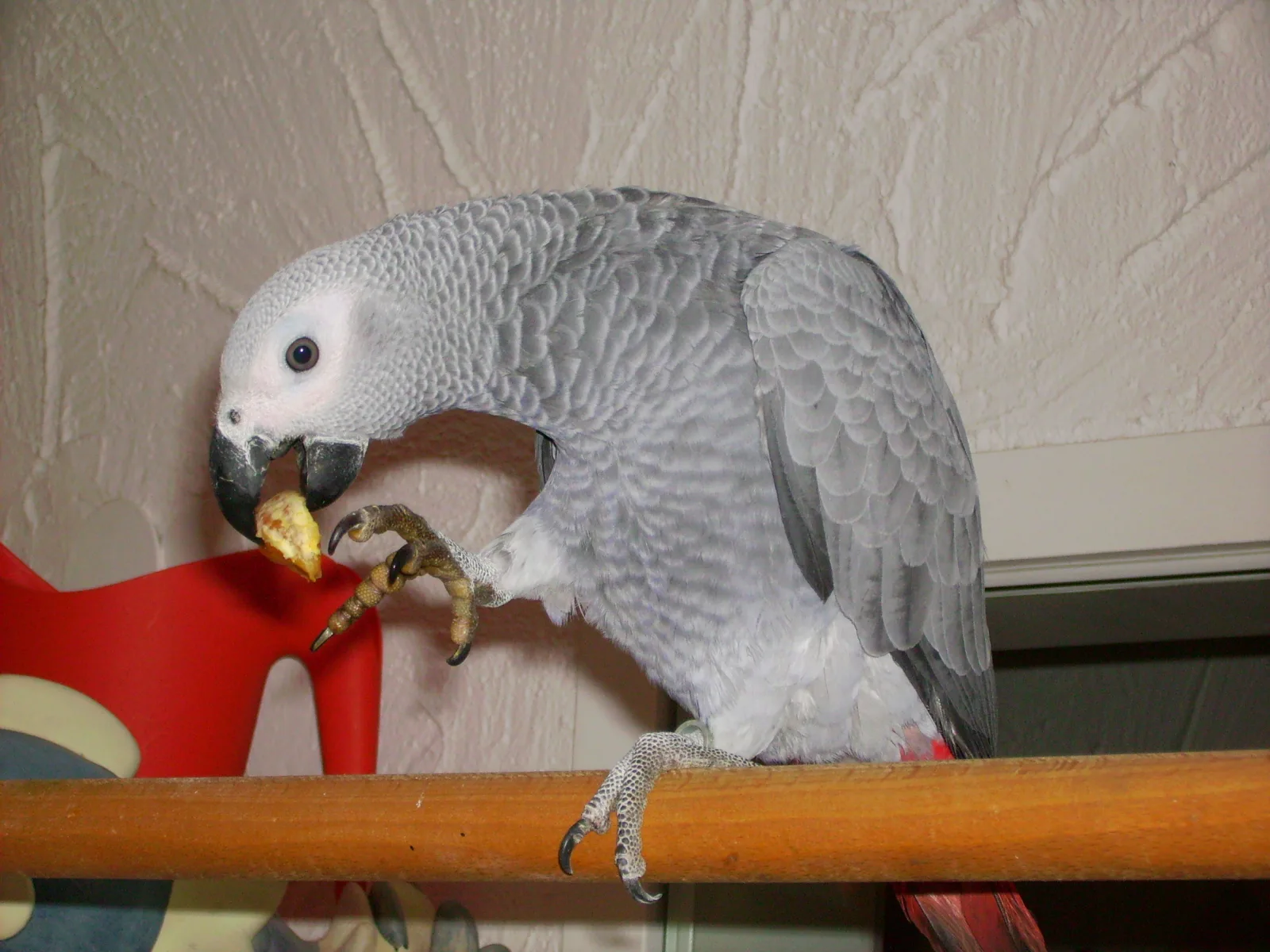 Lola 014 im Vogelhaus Evy