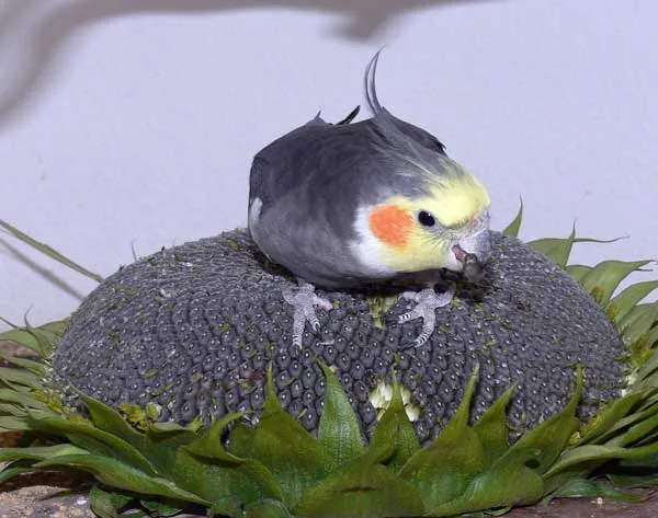 Nymphensittich auf Sonnenblume im Vogelhaus Evy
