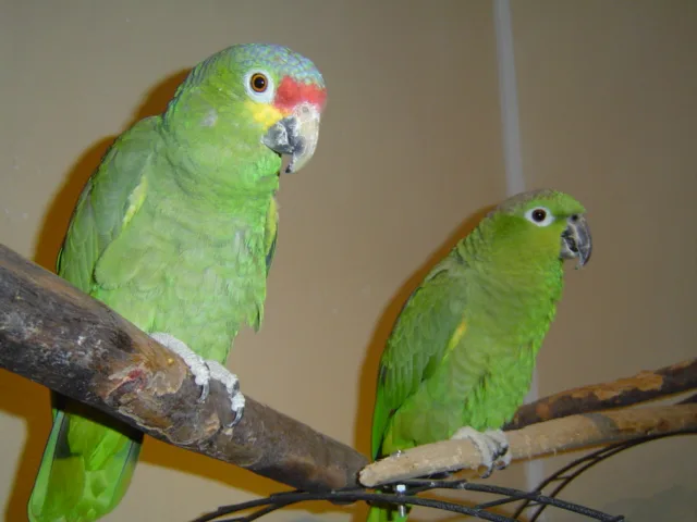 Quax und Mohrle im Vogelhaus Evy