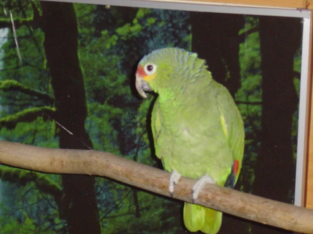 Quax,Gelbwangenamazone im Vogelhaus Evy