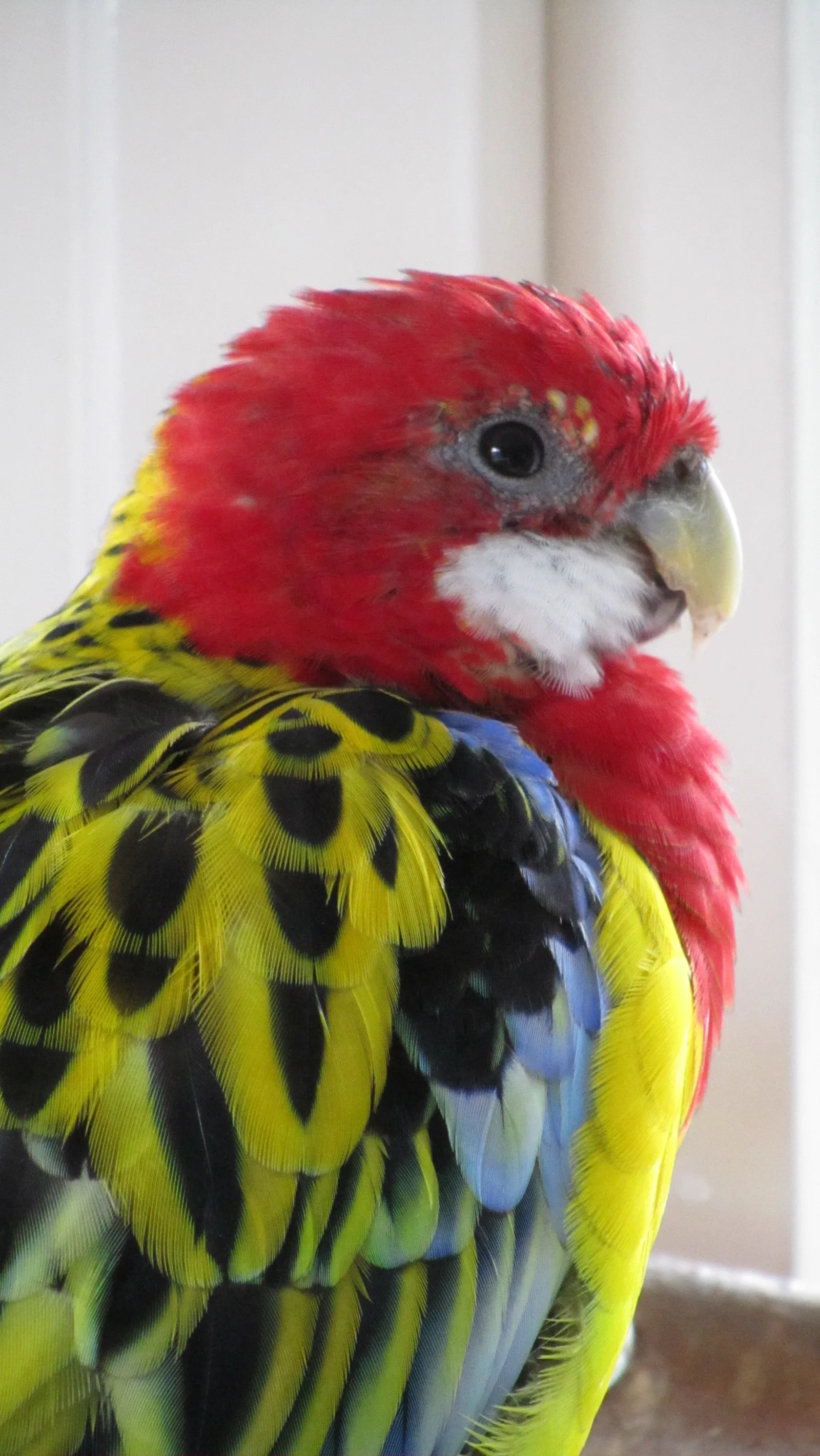 Rosella im Vogelhaus Evy