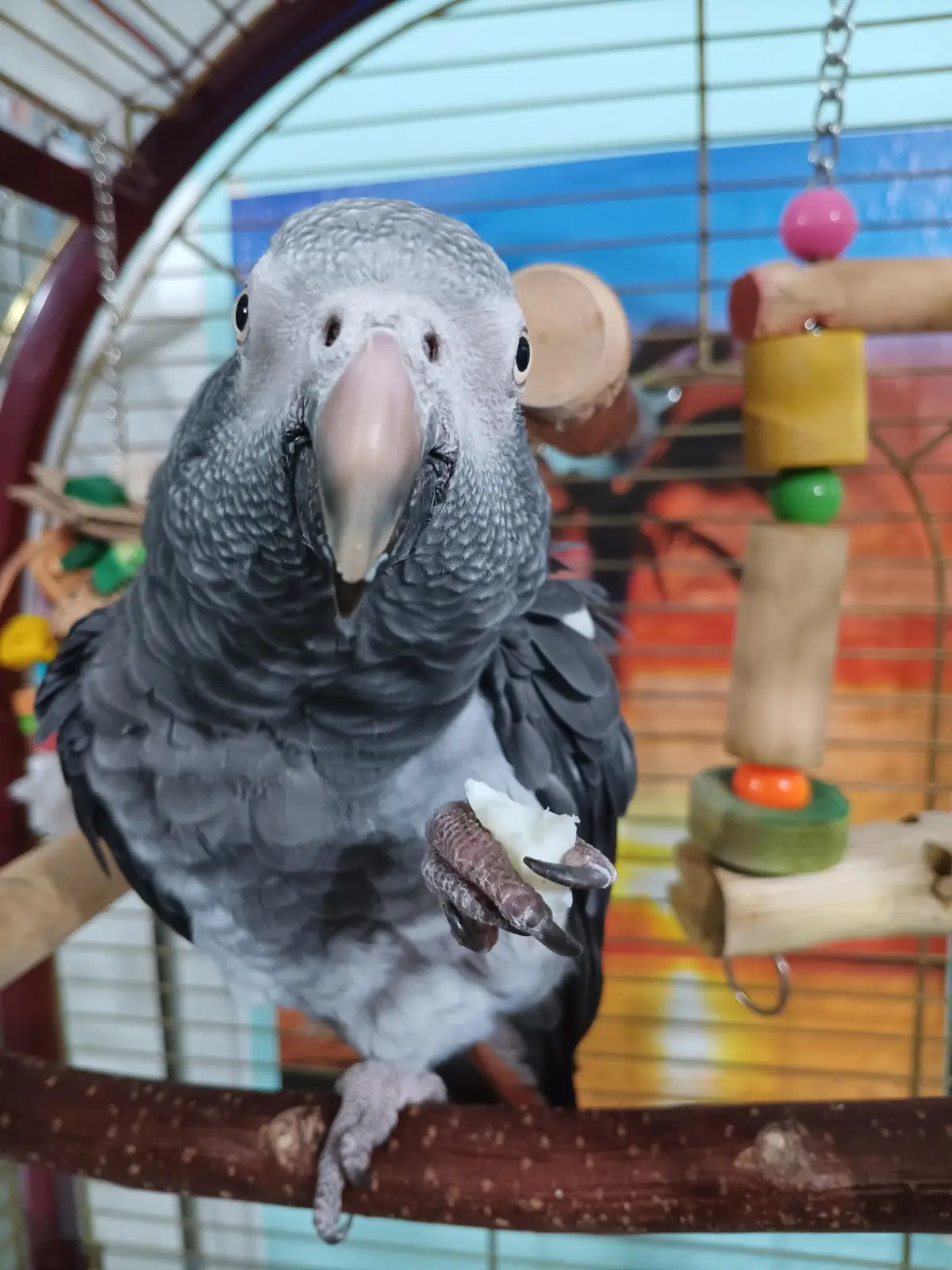 Bruno 110126 im Vogelhaus Evy