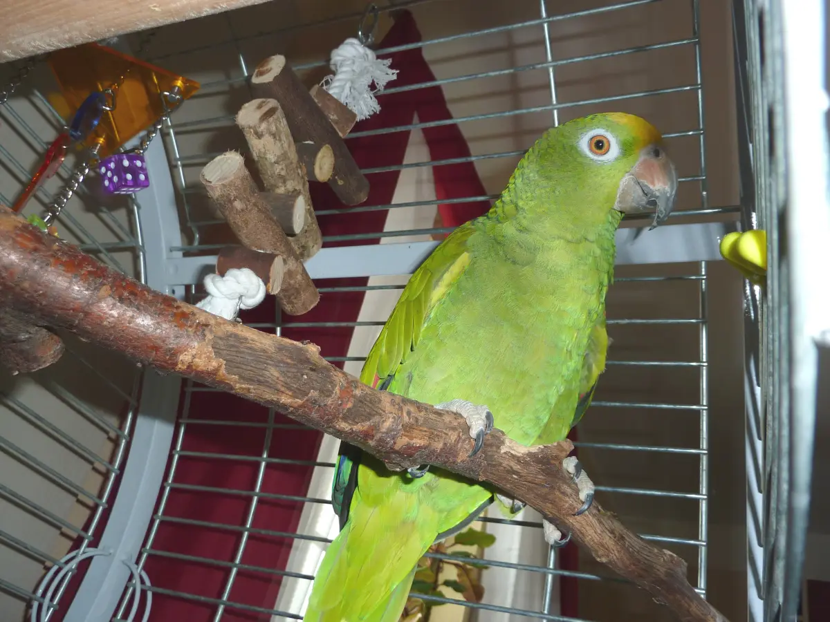 Coco Gelbscheitelamazone 237 im Vogelhaus Evy