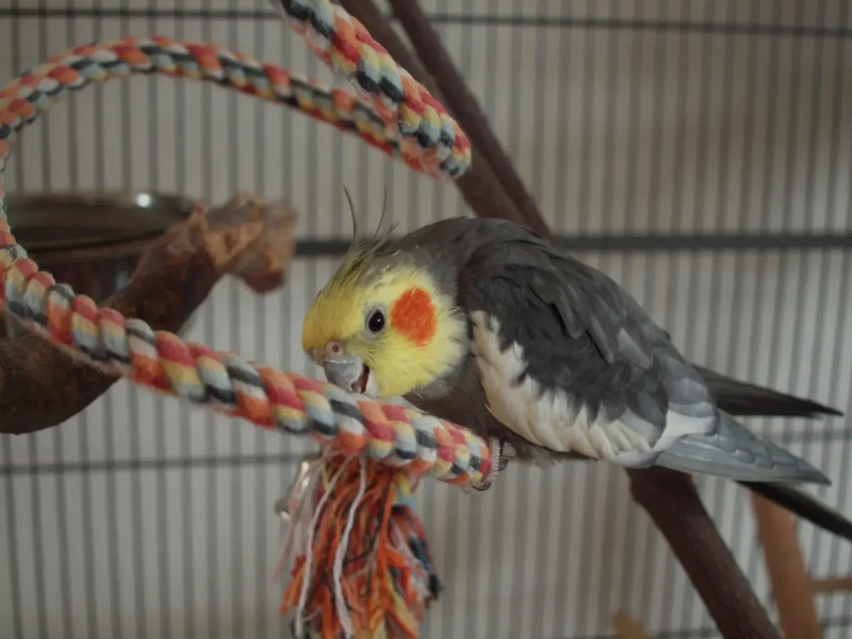 Niko Nymphensittich im Vogelhaus Evy