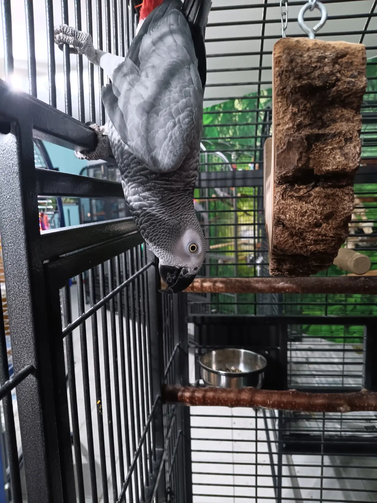 Sam 140825 im Vogelhaus Evy