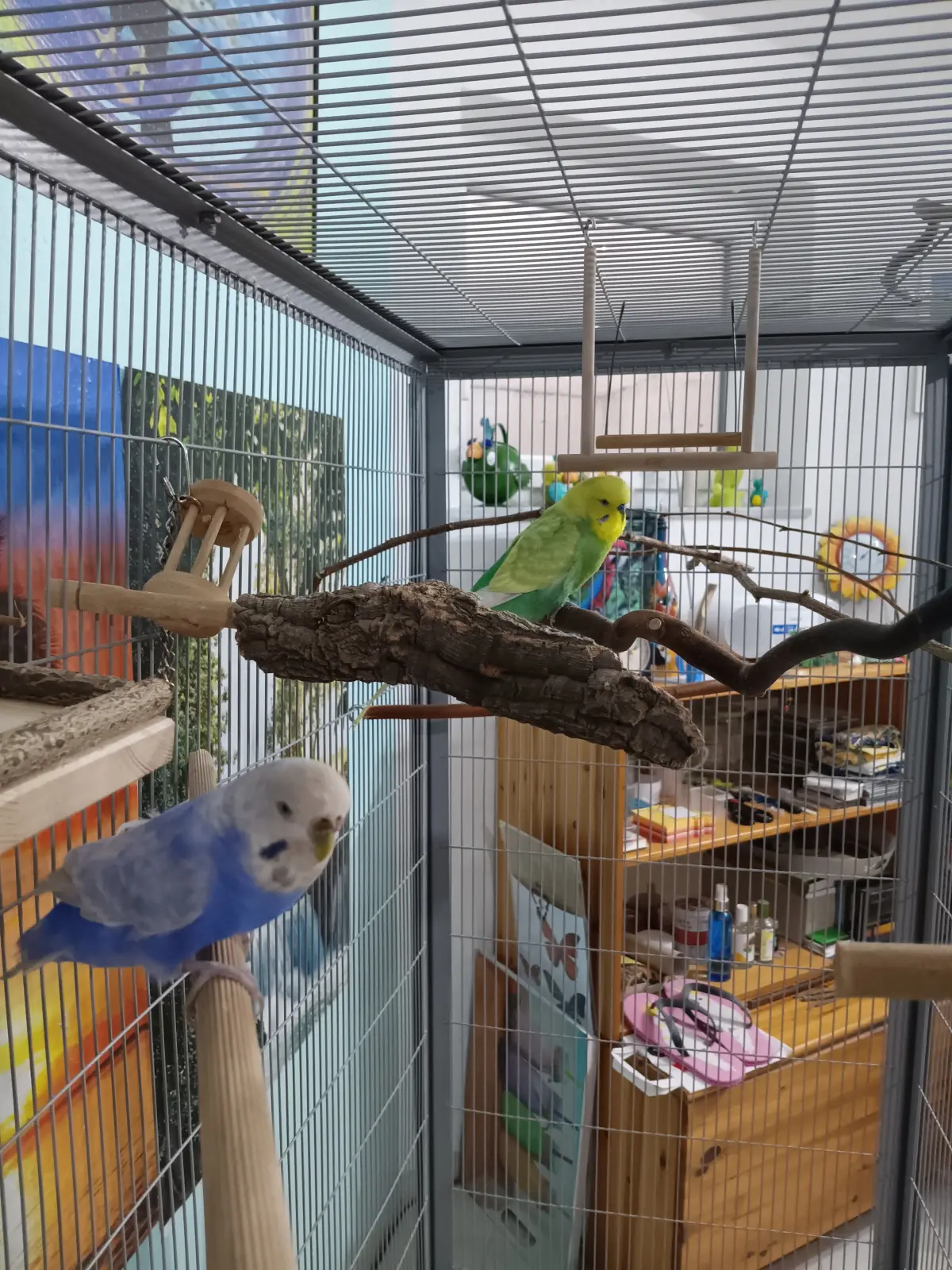 Wellis Henri und Hugo 211224 im Vogelhaus Evy