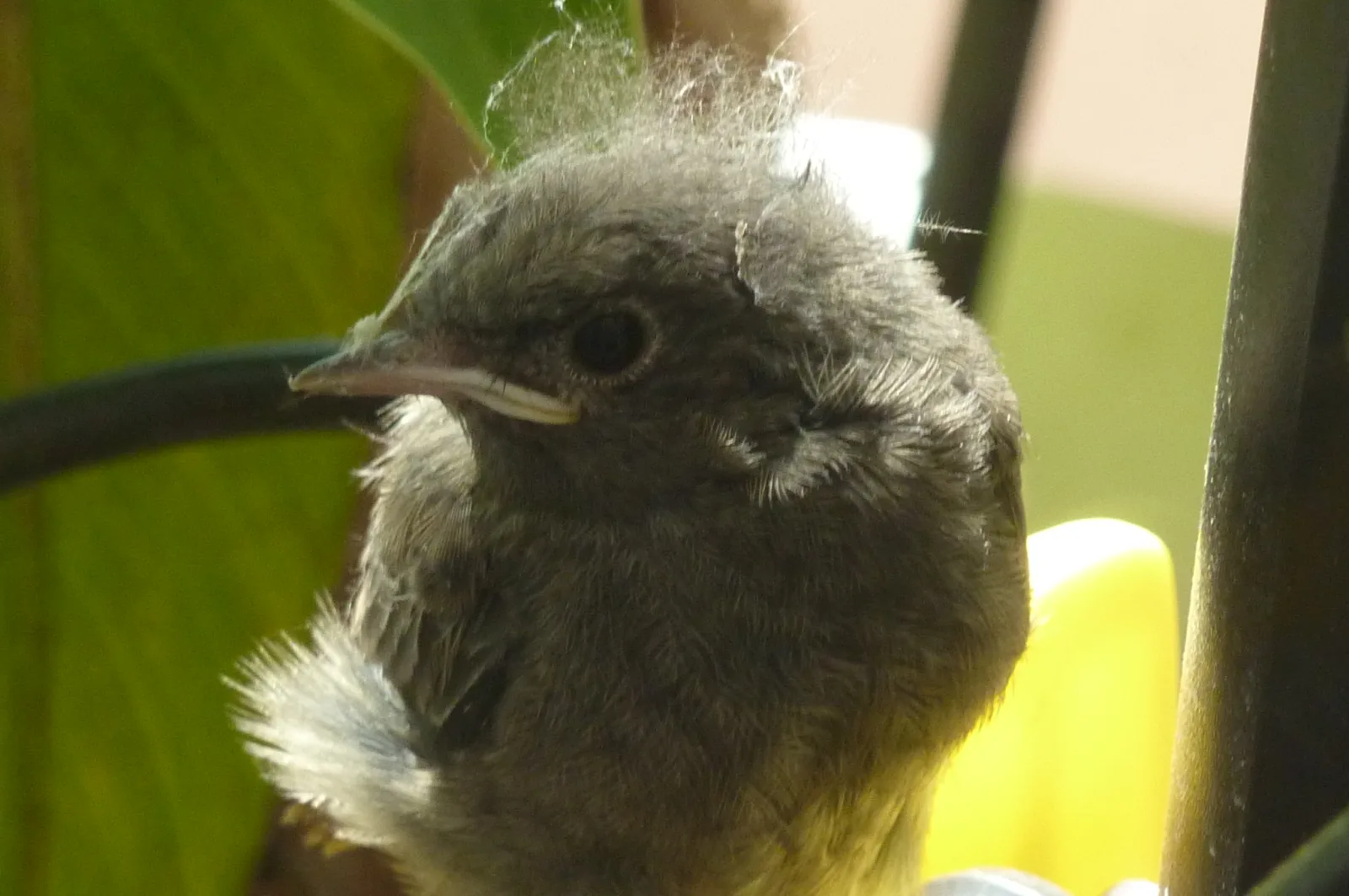 2014 Vögel und Freunde 252 im Vogelhaus Evy