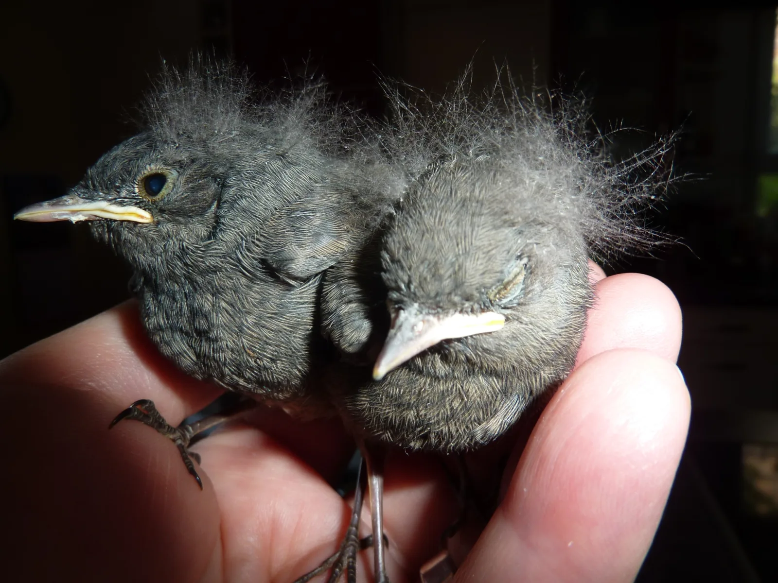Dez.2015 Wildvogelkinder,Seebronn,Bremen Hann 062 im Vogelhaus Evy