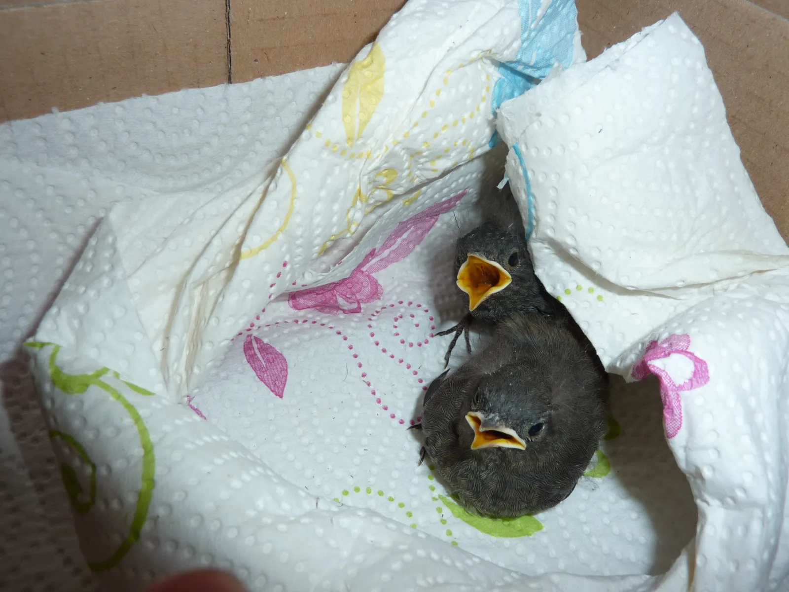 Dez.2015 Wildvogelkinder,Seebronn,Bremen Hann 065 im Vogelhaus Evy