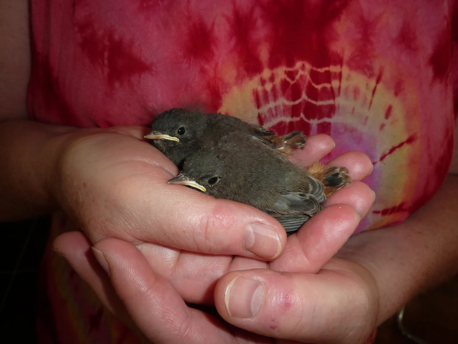 Dez.2015 Wildvogelkinder,Seebronn,Bremen Hann 066 im Vogelhaus Evy