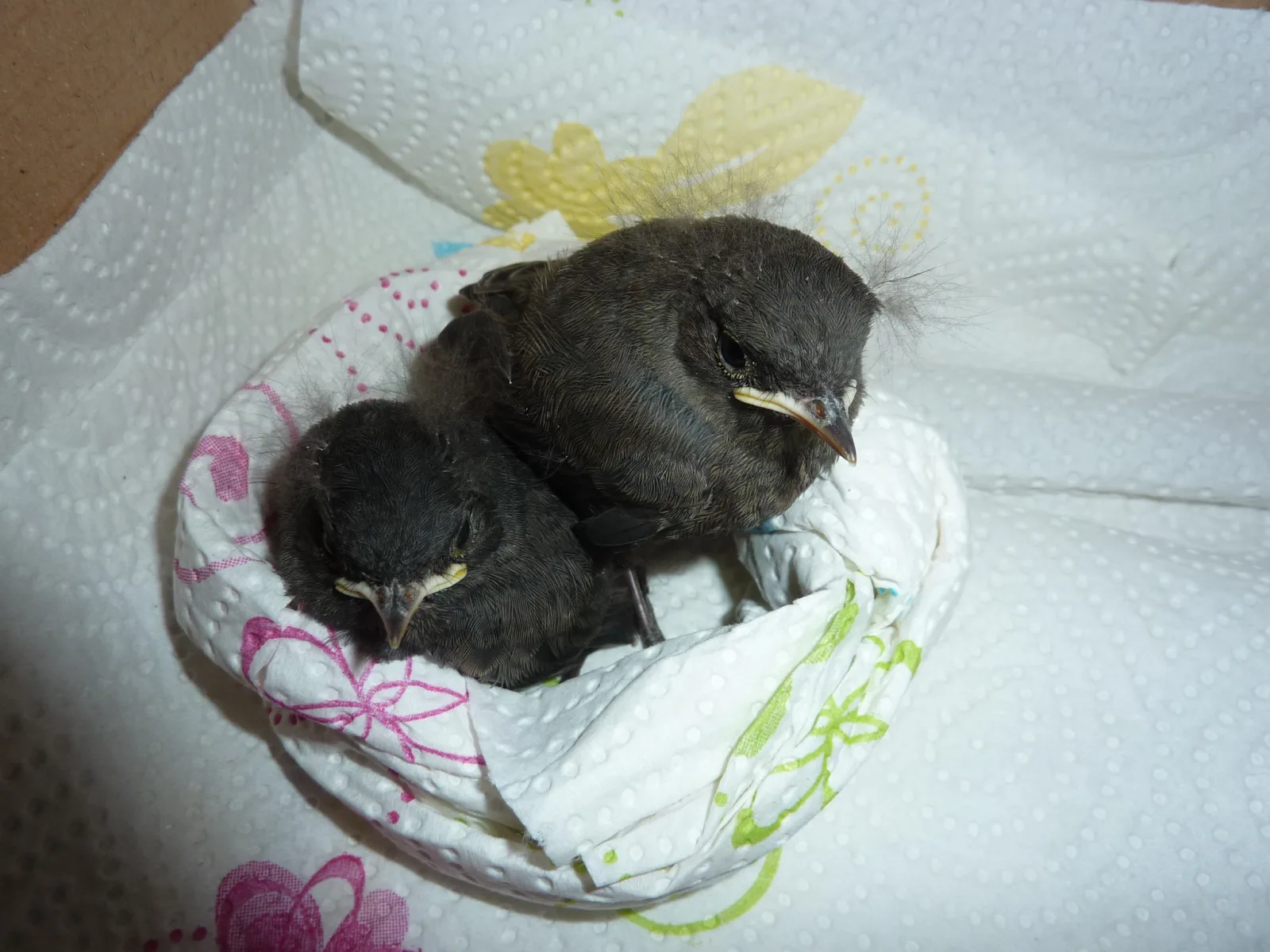 Dez.2015 Wildvogelkinder,Seebronn,Bremen Hann 067 im Vogelhaus Evy
