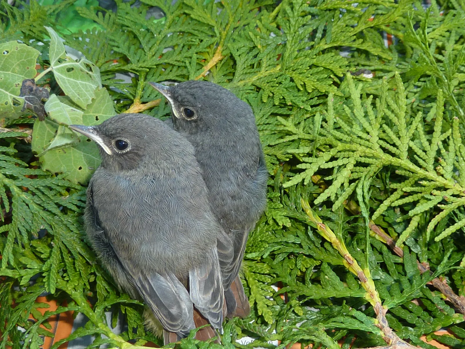 Dez.2015 Wildvogelkinder,Seebronn,Bremen Hann 069 im Vogelhaus Evy