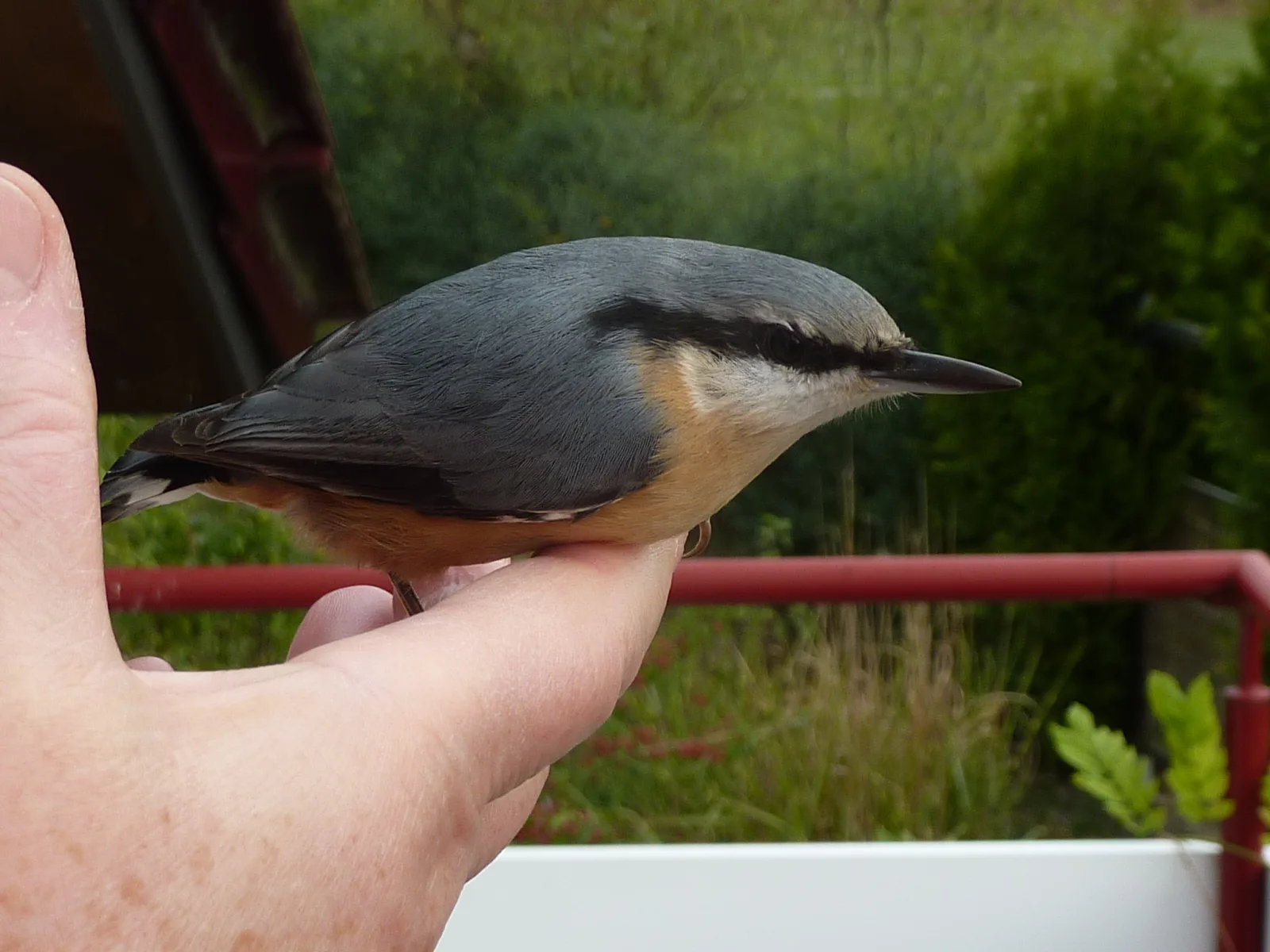 Dez.2015 Wildvogelkinder,Seebronn,Bremen Hann 374 im Vogelhaus Evy
