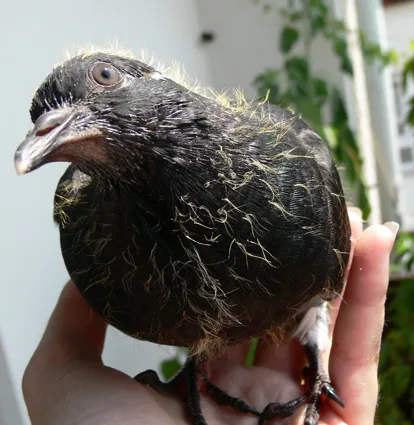 SockeP1020779 im Vogelhaus Evy
