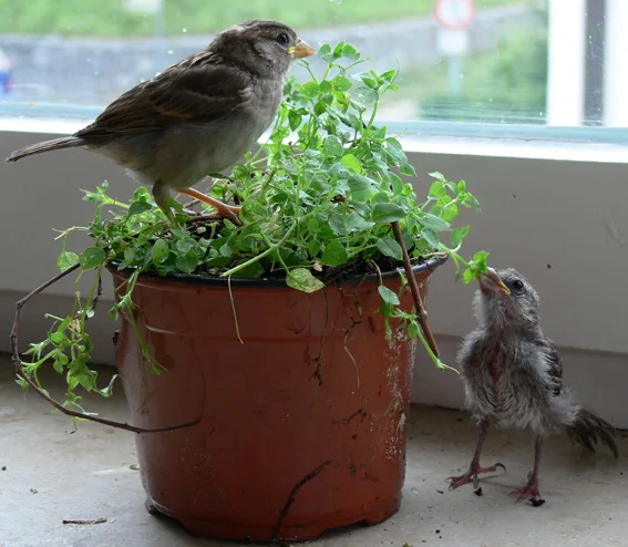 Spatzen im Golliwoog im Vogelhaus Evy