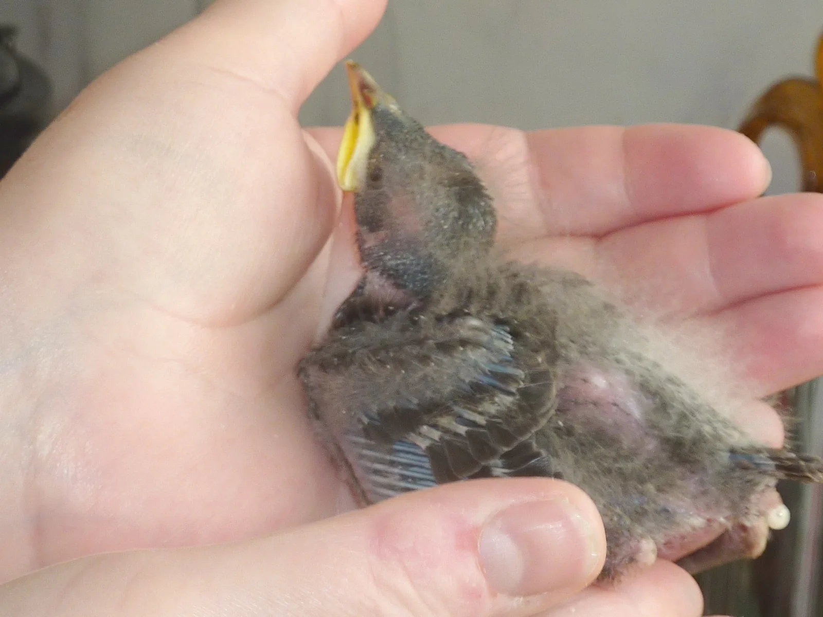Starengäste im Garten (1) im Vogelhaus Evy