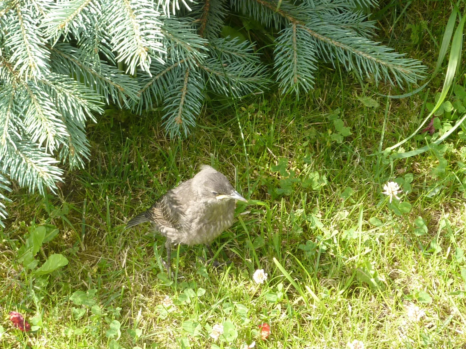 Starengäste im Garten (3) im Vogelhaus Evy