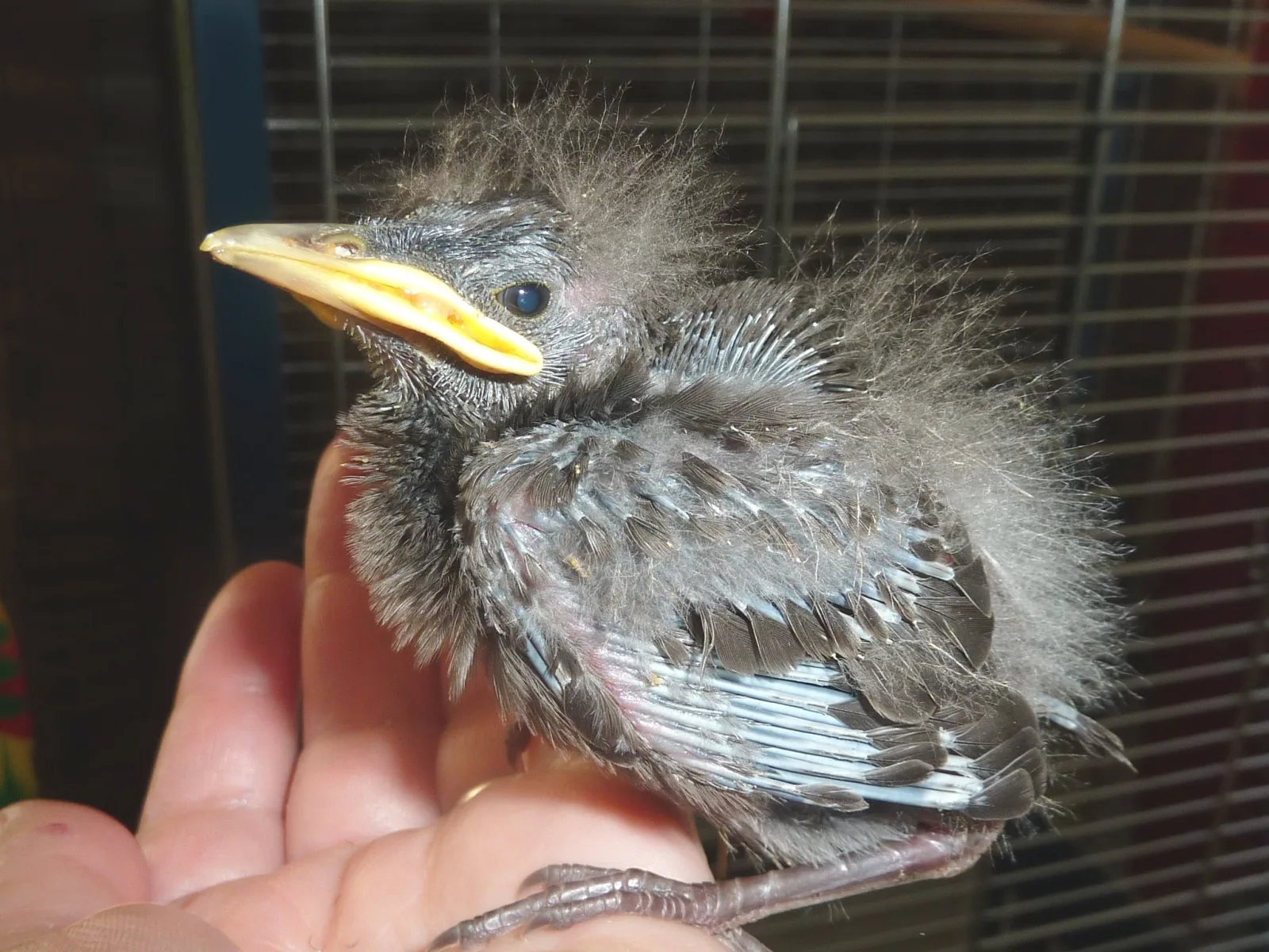 Starengäste im Garten (4) im Vogelhaus Evy