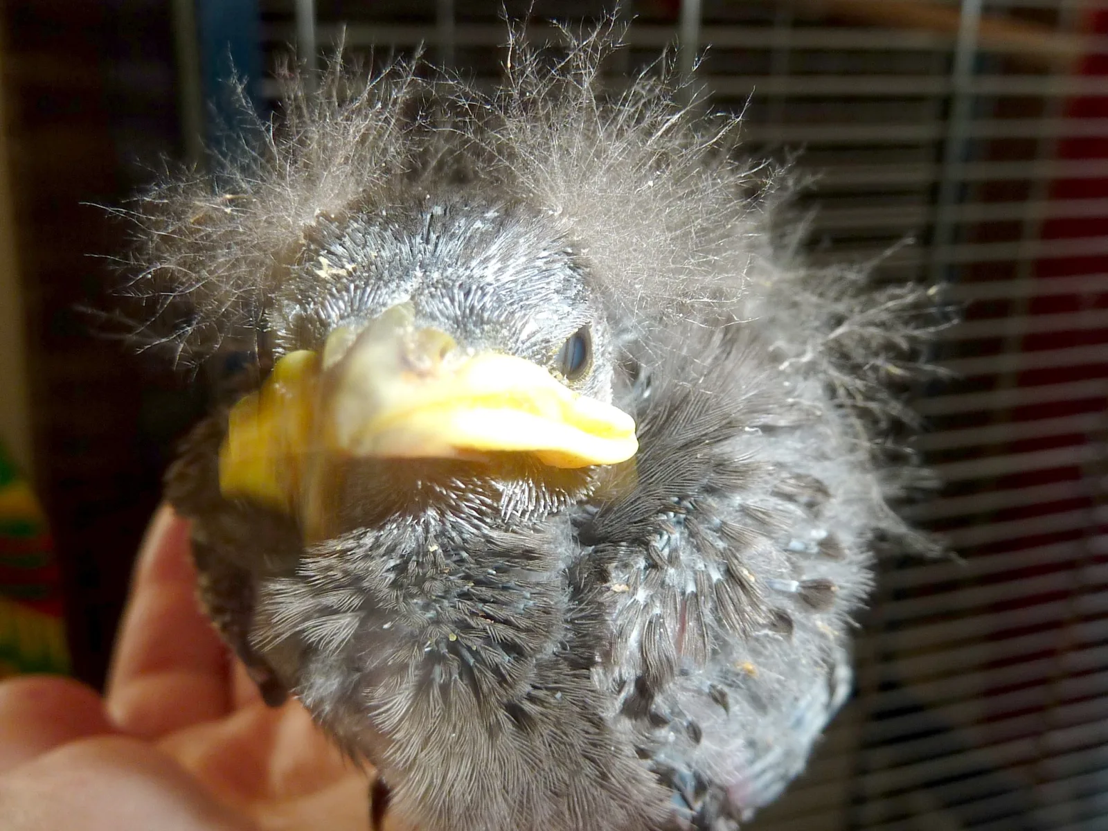 Starengäste im Garten (5) im Vogelhaus Evy