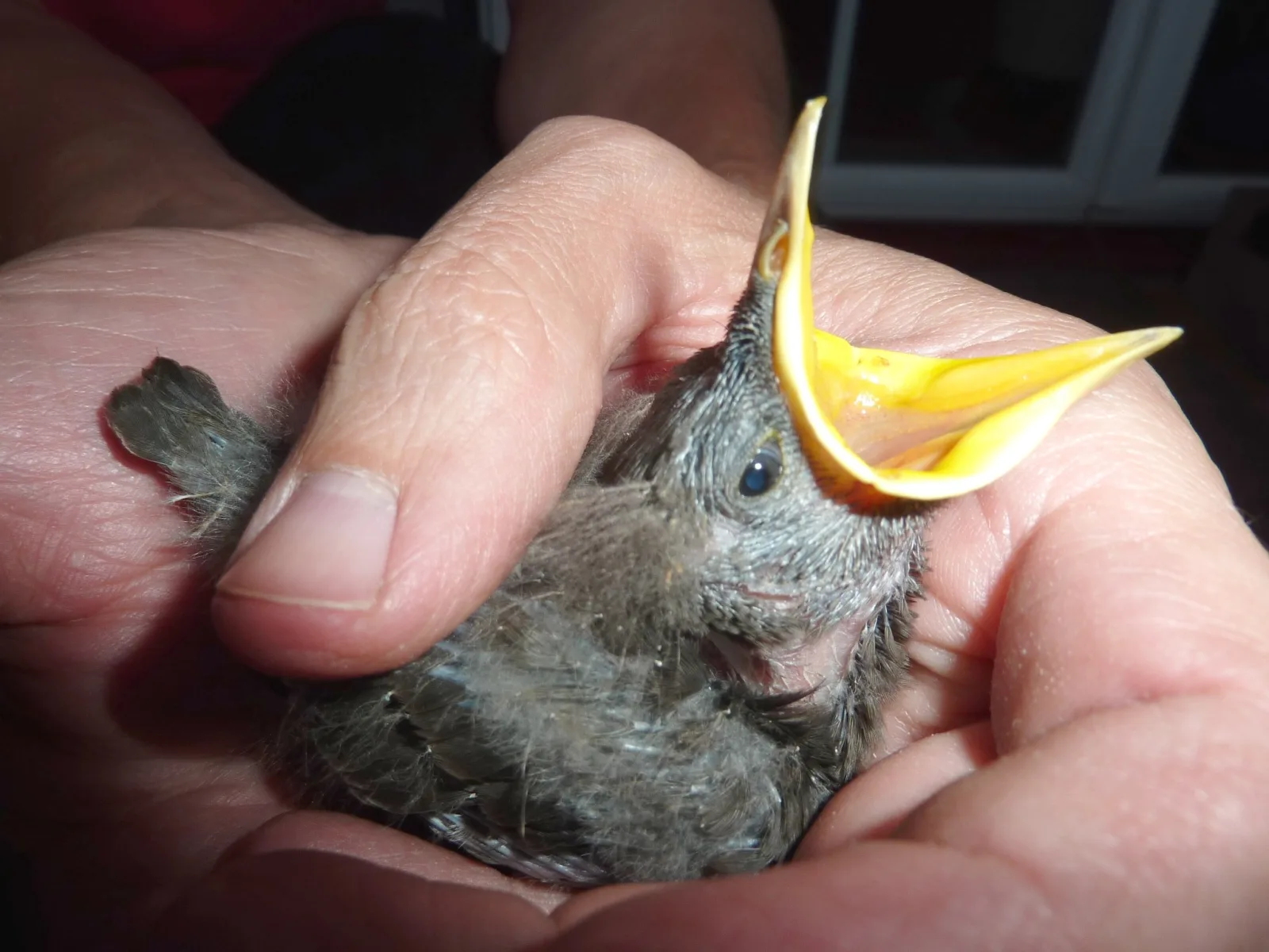 Starengäste im Garten (6) im Vogelhaus Evy