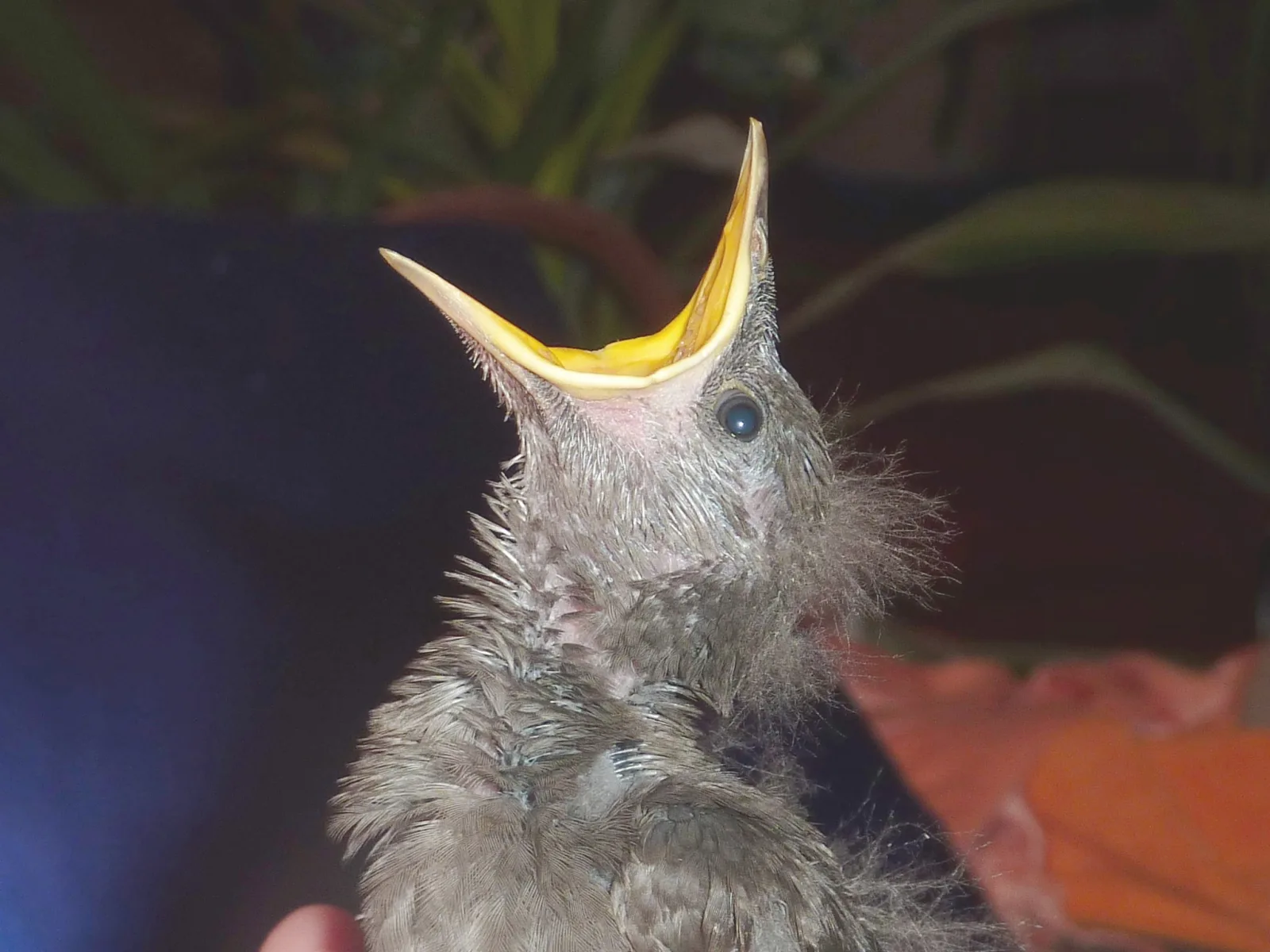 Starengäste im Garten (7) im Vogelhaus Evy