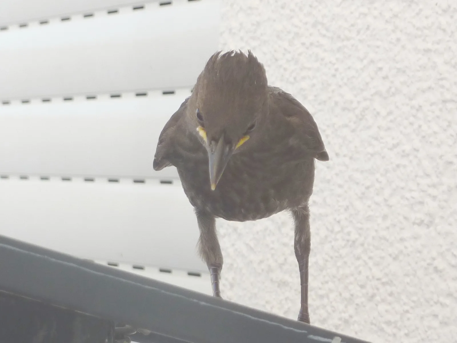 Starengäste im Garten (8) im Vogelhaus Evy