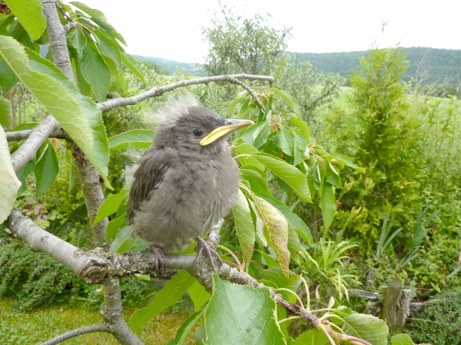 Starengäste im Garten (9) im Vogelhaus Evy