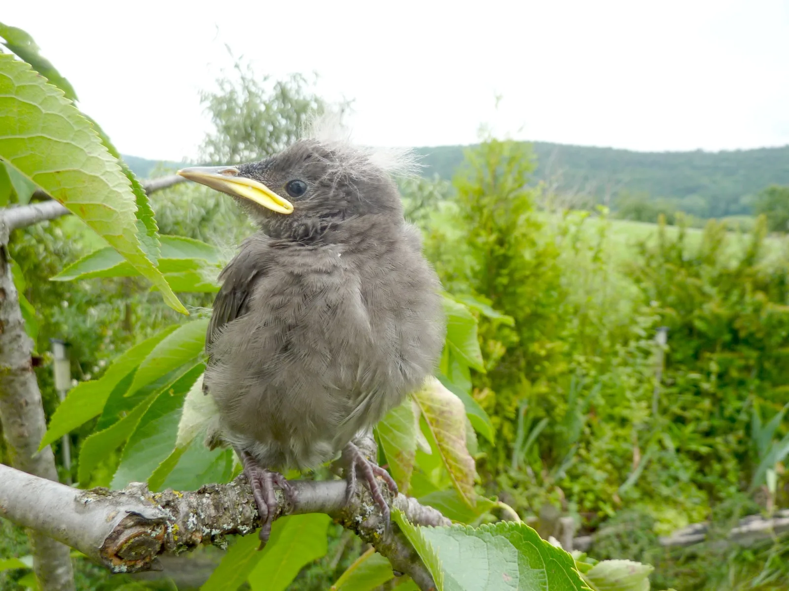 Starengäste im Garten (10) im Vogelhaus Evy