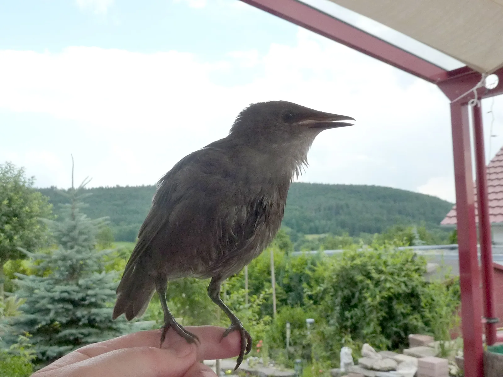 Starengäste im Garten (11) im Vogelhaus Evy