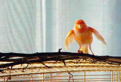 Caruso Kanarienvogel